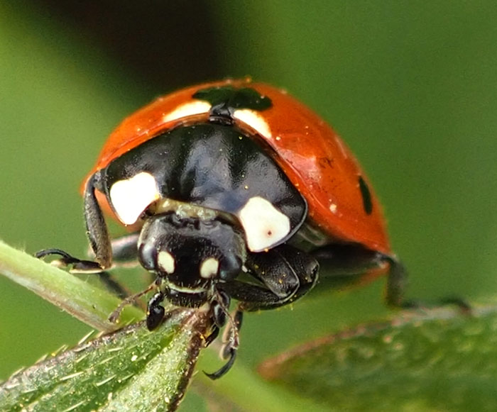 Siebenpunktmarienkäfer, Coccinella septempunctata